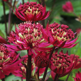Astrantia maj. Verona (Rubra)