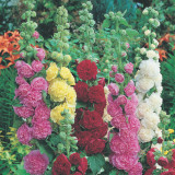 Alcea rosea 'Chater's Double' Mix