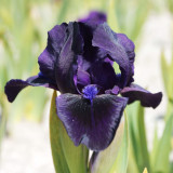 Iris (P) 'Michael Paul'