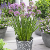 Allium 'Millennium'