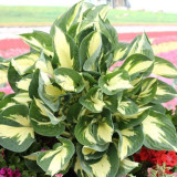 Hosta 'Colored Hulk' POP Hosta 'Colored Hulk' POP