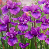 Iris sib. 'Temper Tantrum'