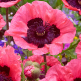 Papaver or. 'Raspberry Queen'