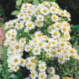 Aster novi-belgii White