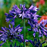 Agapanthus Black Pantha Agapanthus Black Pantha