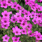 Geranium 'Patricia'