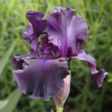 Iris (G) Black Tie Affair