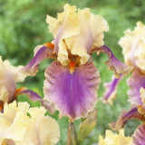 Iris (G) Comme un Sourie