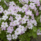 Geranium Dreamland