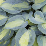 Hosta Catherine Hosta Catherine