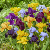 Iris (P) 'Azurea'