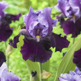 iris (G) Blue Bird Wine