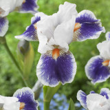 Iris (P) 'Bluebird in Flight'