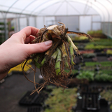 Iris ensata Dinner plate Lady in Waiting