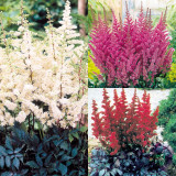 3 Astilbe Collection Dark Leaf