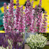 9 Salvia nemorosa Collection