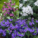 9 Pulmonaria Collection