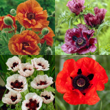 4 Papaver or. Collection A