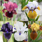 5 Iris (P) Pumila Collection