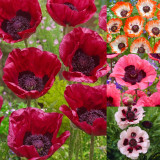 4 Papaver or. Collection B Unusual