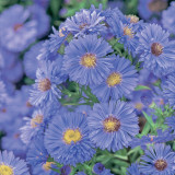 12 Aster novi-belgii Collection