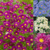12 Aster novi-belgii Collection