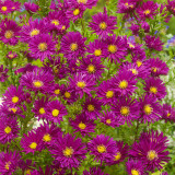 12 Aster novi-belgii Collection