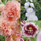 3 Alcea r. Unusual Collection