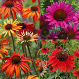 3 Echinacea Collection (TS, HS, VW)