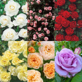 Lucky Dip Climbing Roses