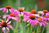 Gardening Jobs for July