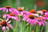 Gardening Jobs for July