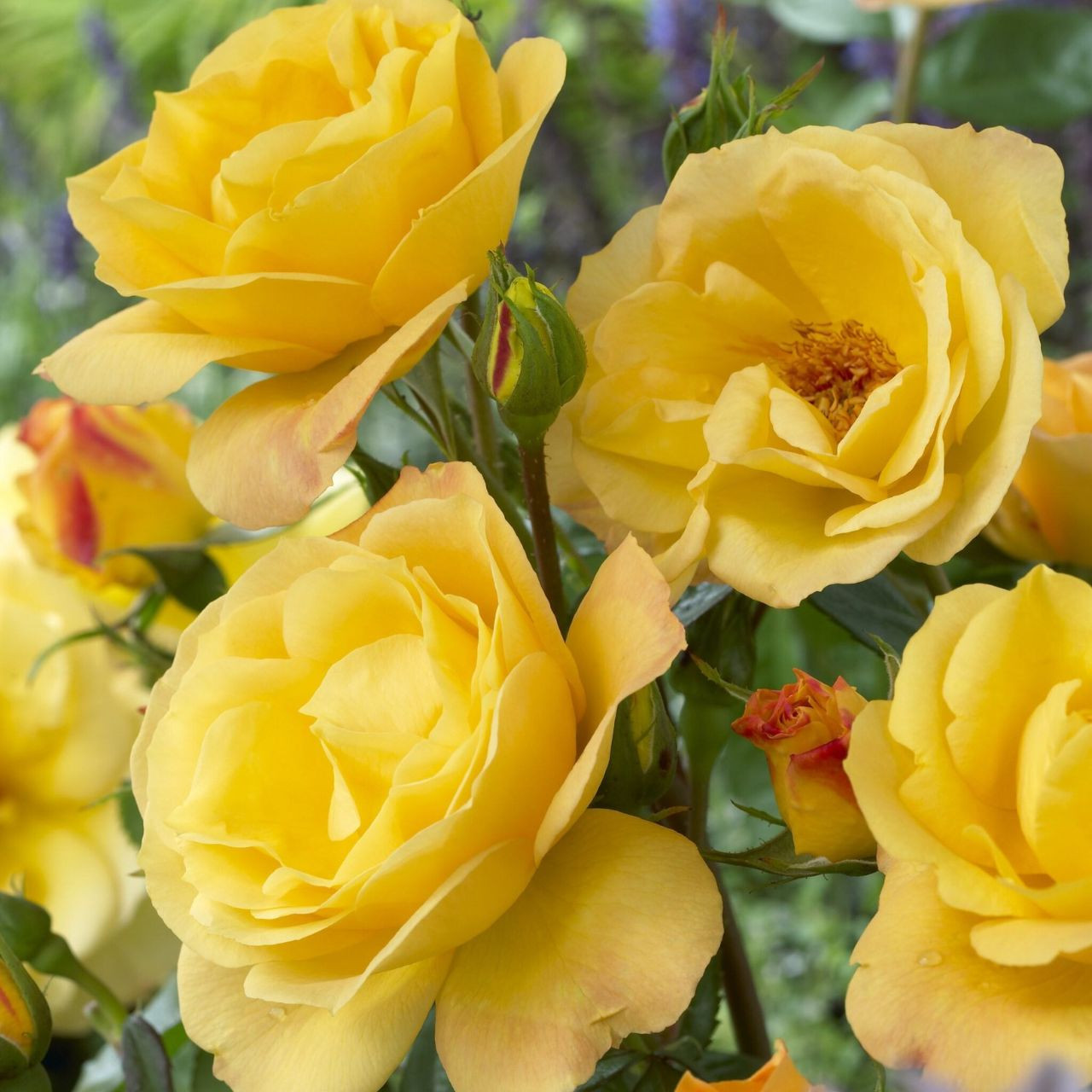 Rose Arthur Bell J Parker Dutch Bulbs (Ireland) Production