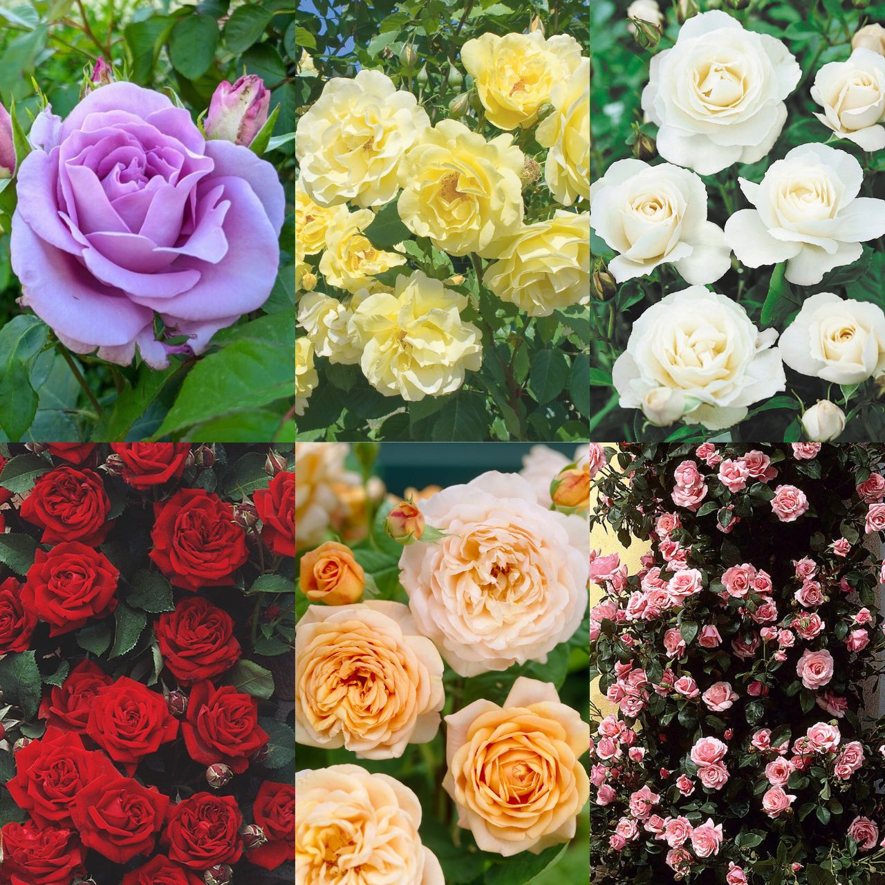 6 Climbing Rose Collection J Parker Dutch Bulbs (Ireland) Production