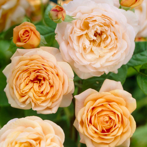 Rose Climbing Compassion