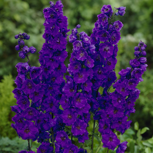 Delphinium Black Knight - Dark Violet / Black Bee