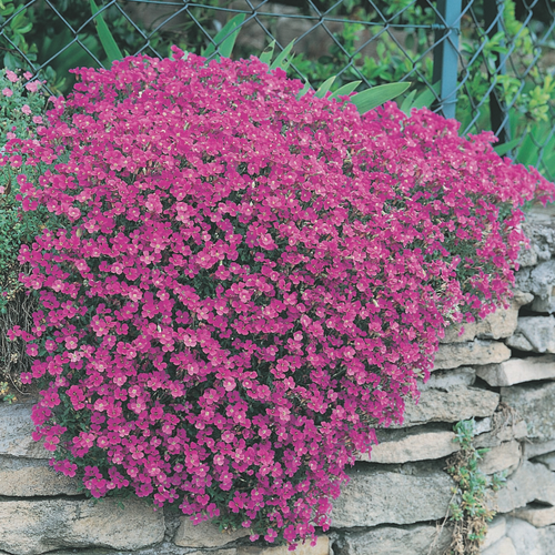 Aubrieta Cascade Red
