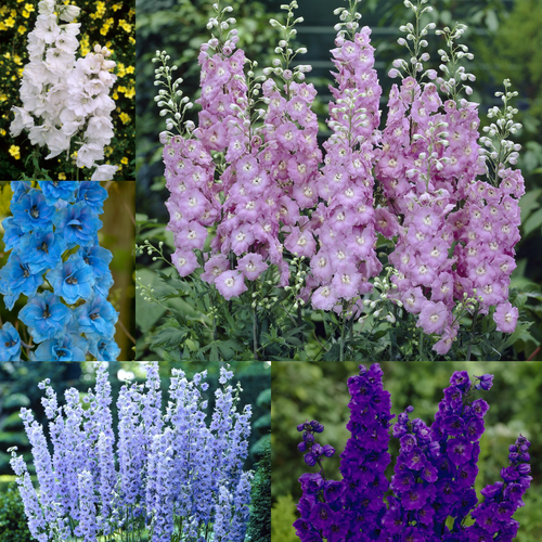 Delphinium Pacific Giant Collection 7cm x5