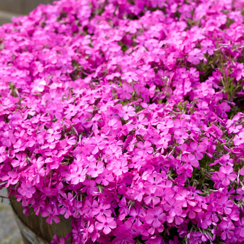 Phlox subulata 'Moerheimii'