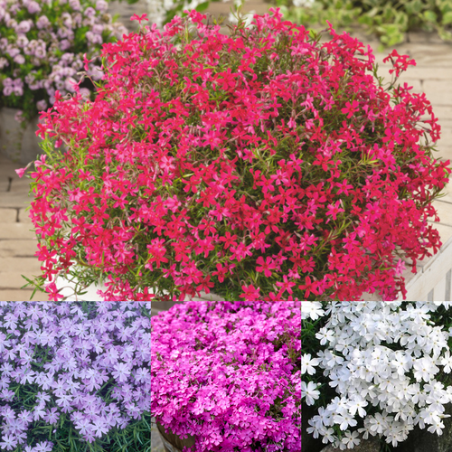 Phlox subulata Collection x12