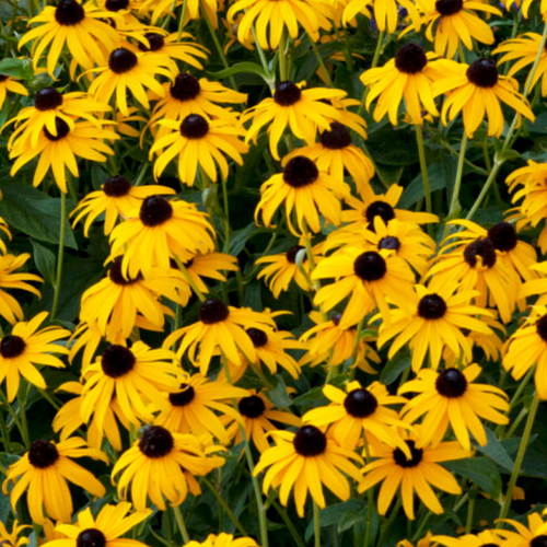 Rudbeckia Goldsturm