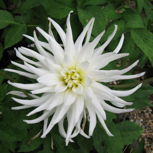 Dahlia Tutu
