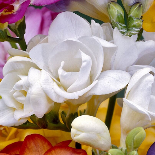 Freesia Double White
