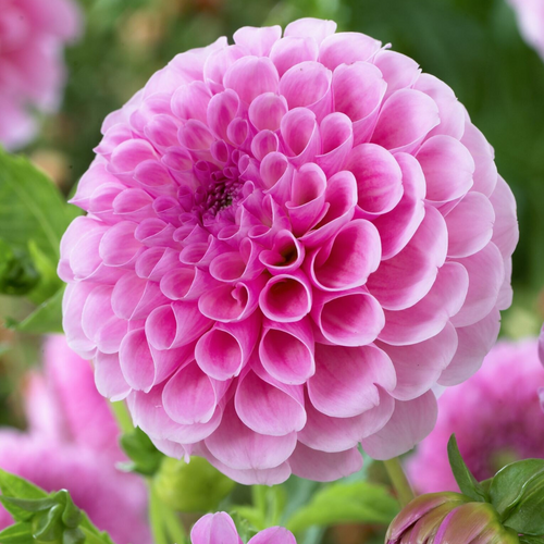 Dahlia Stolze von Berlin