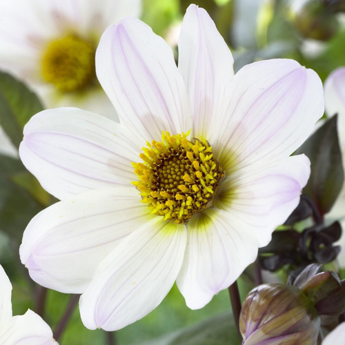 Dahlia Bishop of Dover