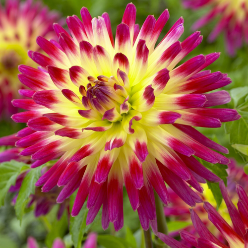 Dahlia Tahiti Sunrise
