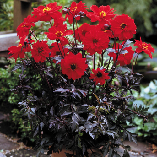 Dahlia Bishop of Llandaff