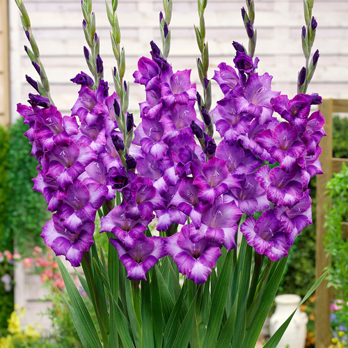 Gladiolus Gladdies Kim