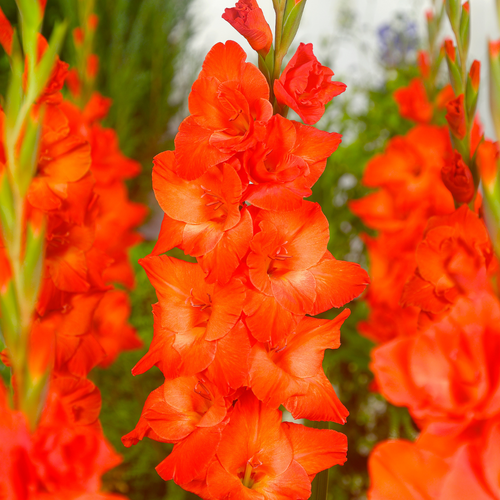 Gladiolus LF Live Oak