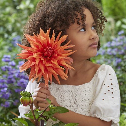 Dahlia Color Spectacle